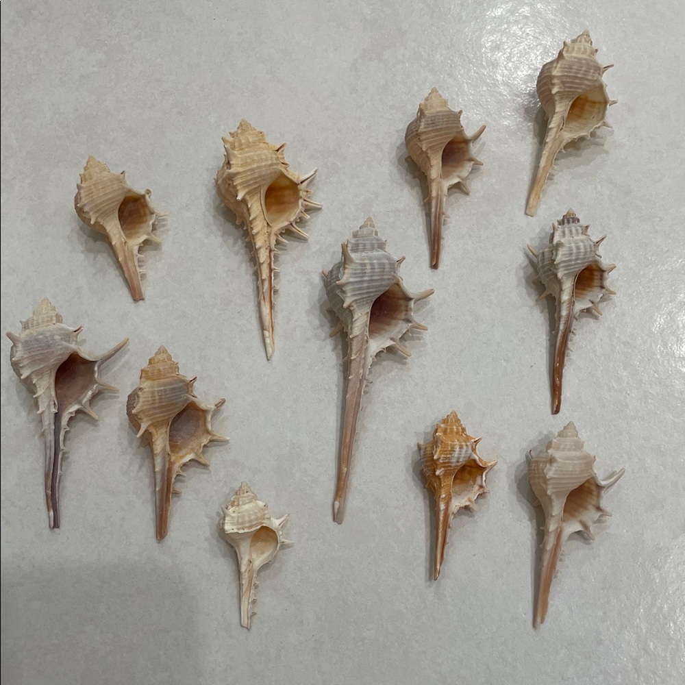 11 Murex Conch Shells Crafting Collection - Picture 6 of 7